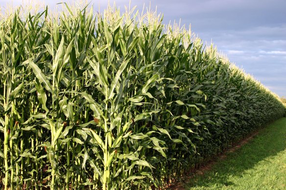 
          Les stratégies de désherbage: utiliser les leviers agronomiques 