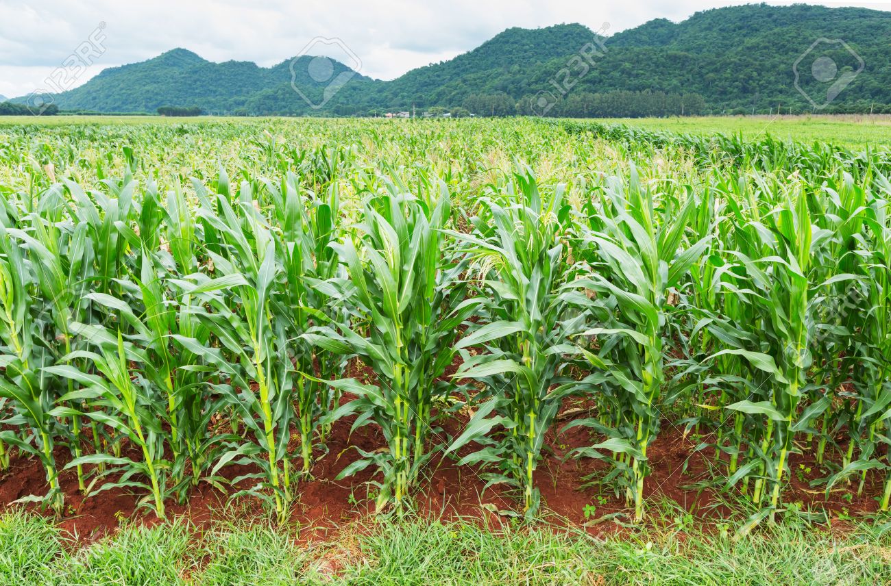
          Les stratégies de désherbage de la culture du maïs : utiliser les leviers agronomiques 