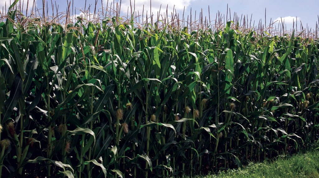 
          Maïs grain : Stratégie d’intervention permettant d’utiliser les herbicides de façon efficace, rationnelle, sécuritaire, et de les appliquer au moment opportun  