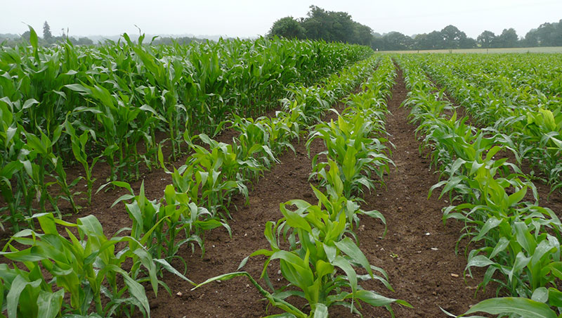 
          Conseils agronomiques à adopter pour un bon désherbage du maïs 