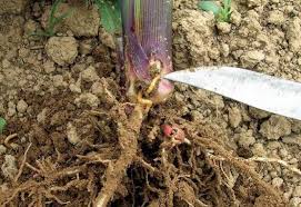 
          Insecticides Maïs : Conditions réglementaires d’utilisation de Cruiser 350