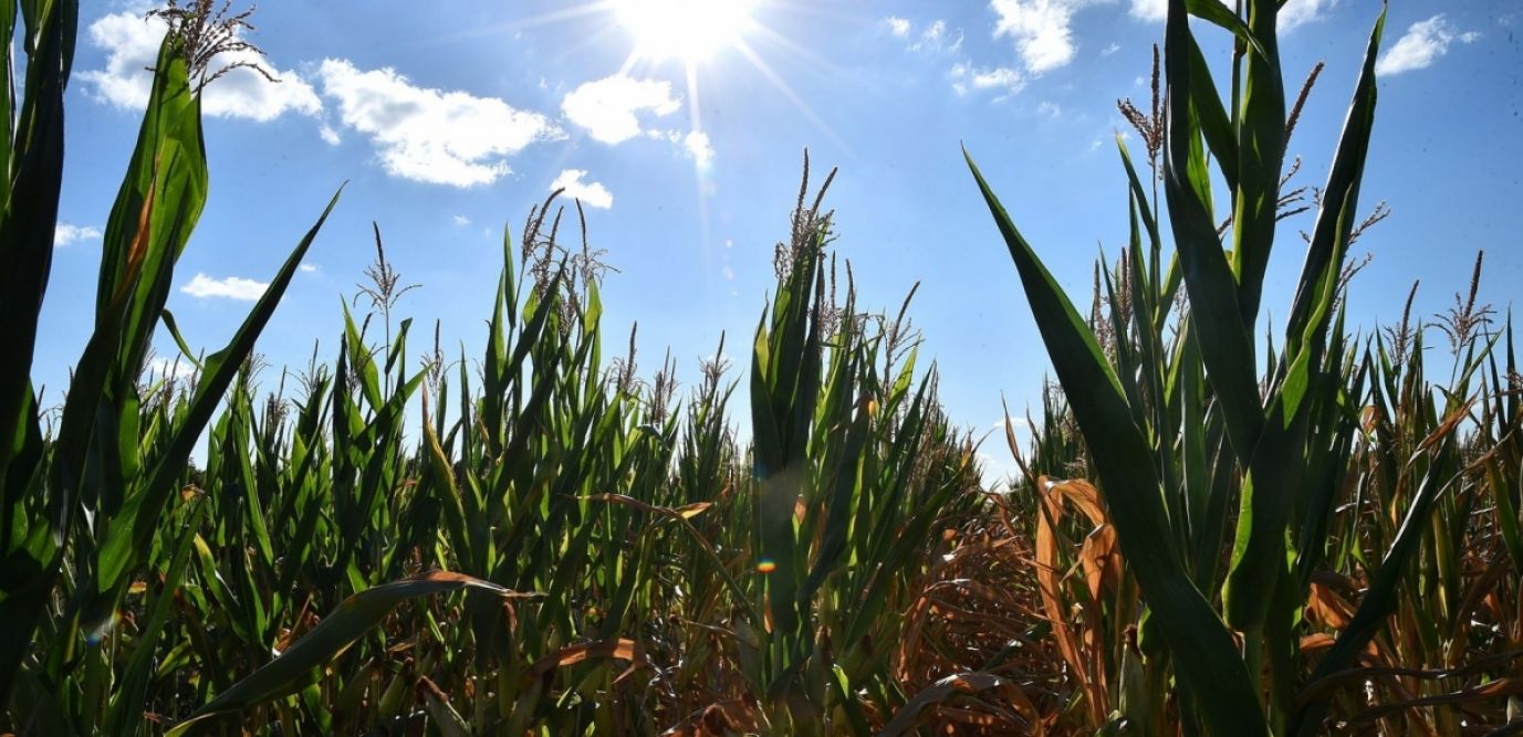 
          Le désherbage du maïs grain doit être adapté à travers des règles bien définies 
