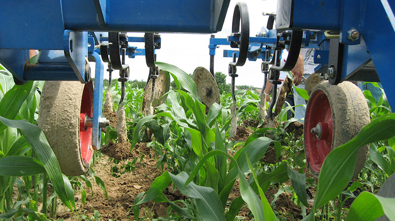 
           Les stratégies de désherbage du maïs, utiliser les leviers agronomiques 