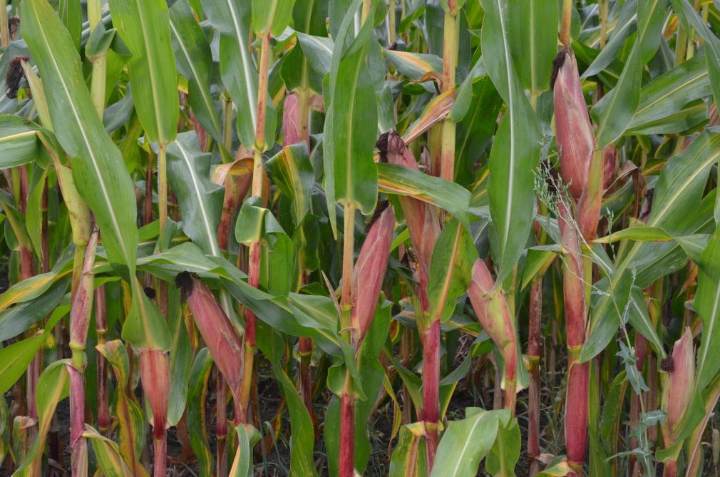 
          Prévention et méthodes de lutte à travers les insecticides sur les cultures du maïs   