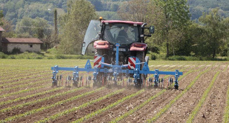
          Les solutions existantes pour lutter contre les ravageurs sur les parcelles de maïs 