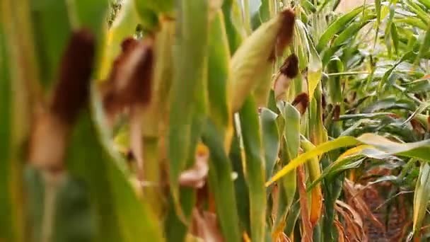 
          Des graines de maïs traitées aux insecticides menacent les abeilles
