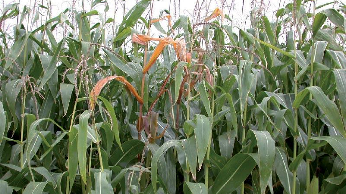
          Apprendre à se passer de TS insecticide sur la culture du maïs 