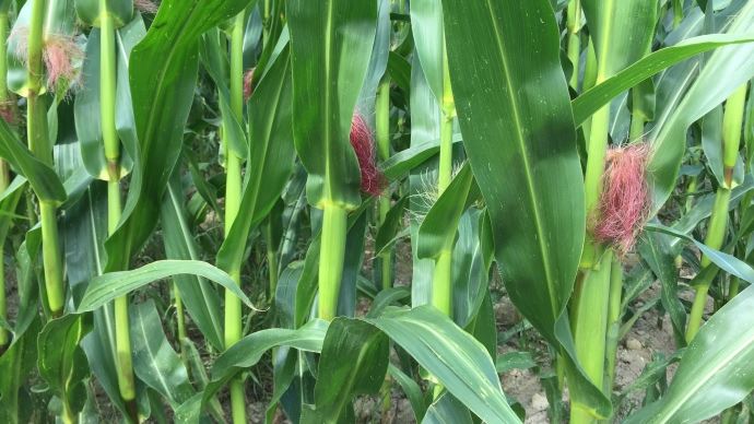 
          Success GR : une solution de biocontrôle peu convaincante sur les parcelles de maïs 