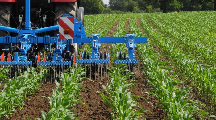 
          Maïs grain : Culture à caractère rotatif en agriculture biologique   