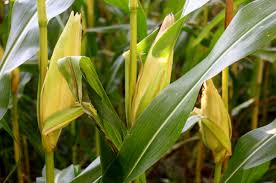 
           Quelles stratégies du désherbage du maïs pour 2019 ?