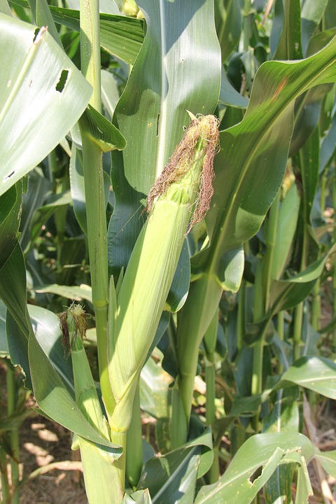 
          La portance du sol : Quelles stratégies du désherbage du maïs pour 2019 ?