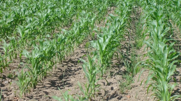 
          Plusieurs stratégies du désherbage sur les parcelles du maïs 