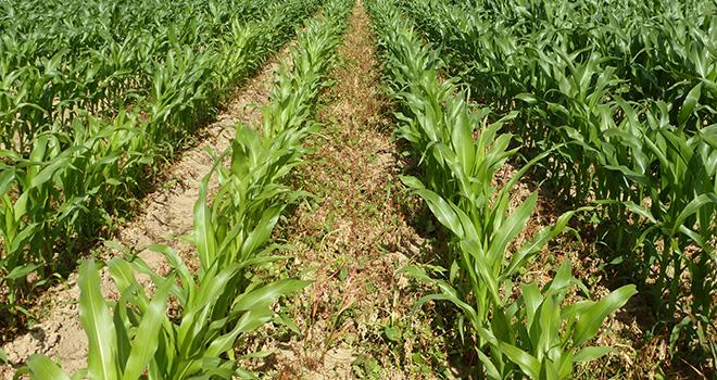 
          Conditions optimales d'application d’insecticides et leur limite sur les parcelles du maïs 