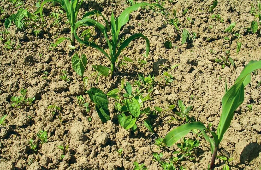 
          Autres solutions face aux limites des insecticides sur les parcelles du maïs 