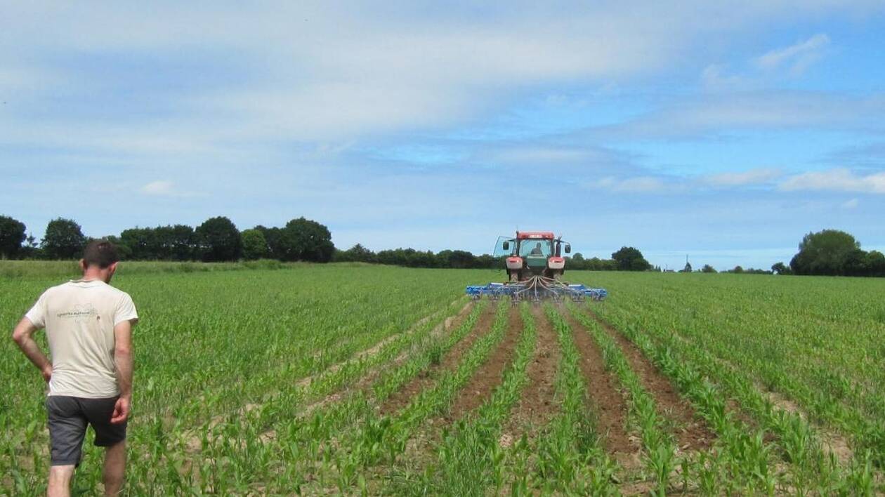 
          Le désherbage en post-levée précoce sur les parcelles du maïs 