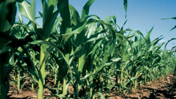 
          Comment raisonner au mieux les doses d’herbicides utilisées sur les parcelles du maïs tout en préservant l’efficacité du traitement et la rentabilité ? 
