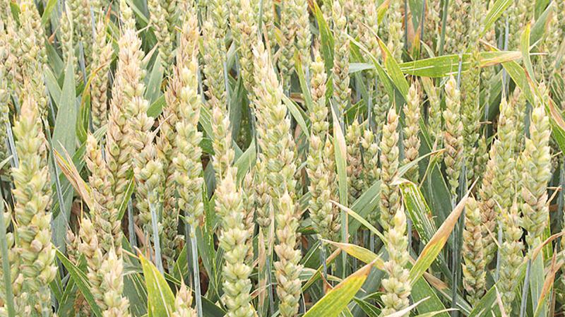 
           Le positionnement des traitements de la protection fongicide sur les parcelles du blé