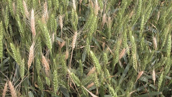
           Évaluer le risque piétin verse sur les parcelles du blé dur et tendre