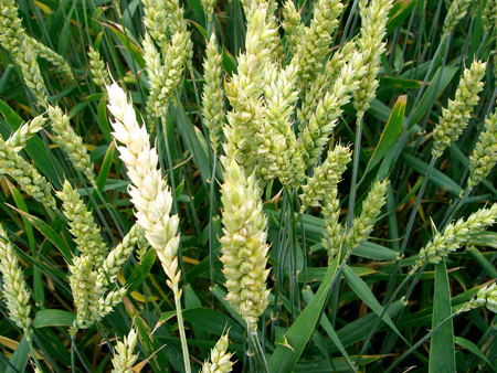 
          Évaluer le risque piétin verse sur les parcelles du blé dur et tendre