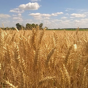 
          Quelques recommandations pour piloter la protection fongicide sur les parcelles du blé  