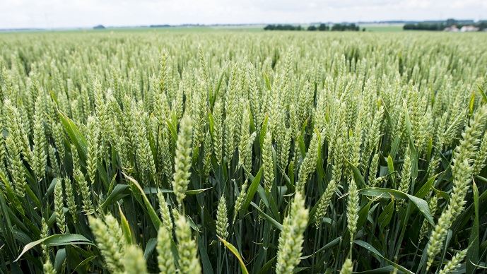 
          En cas de pratique de l’utilisation des fongicides sur les parcelles du blé, que faire ?  