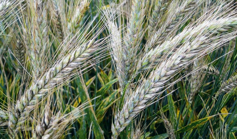 
          Programme des fongicides sur les parcelles du blé : Application spécifique fusariose  