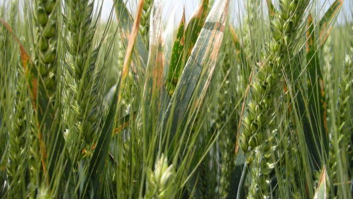 
           Corteva Agriscience souhaite développer une offre de produits phytosanitaires innovants et d'origine naturelle