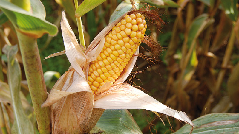 
          Synthèses des résultats du maïs grain des variétés expérimentées en 2019