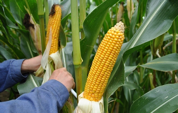 
          Synthèses des résultats du maïs grain des variétés expérimentées en 2019