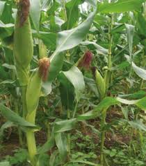 
          Quel produit utilisé pour une solution de désherbage maïs grain ?