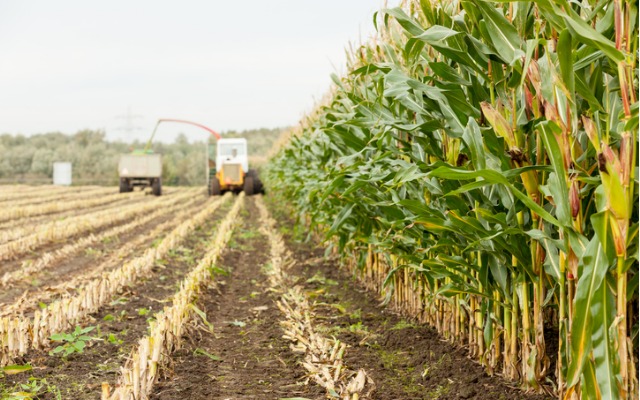 
          Choix variétal du maïs grain pour un résultat satisfaisant   