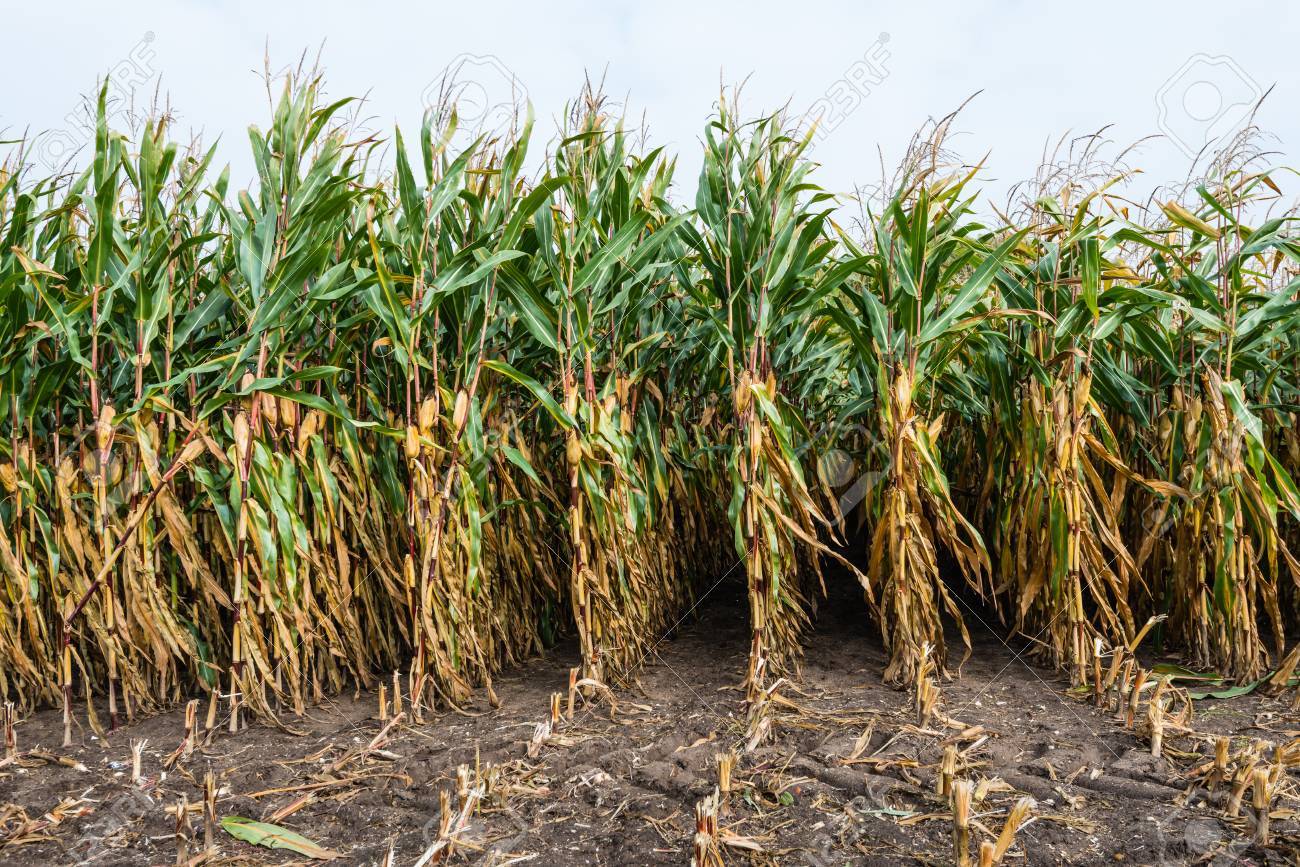 
          Précocité et économie pour le maïs grain 