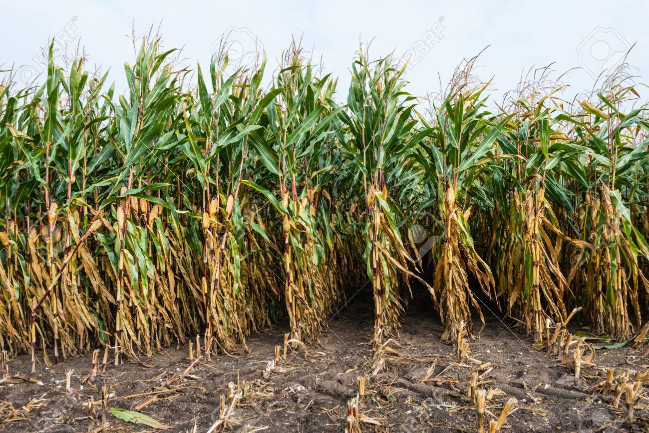 
          Précocité et économie pour le maïs grain 