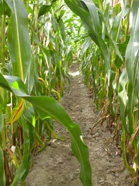 
          Critères de choix des variétés de maïs grain