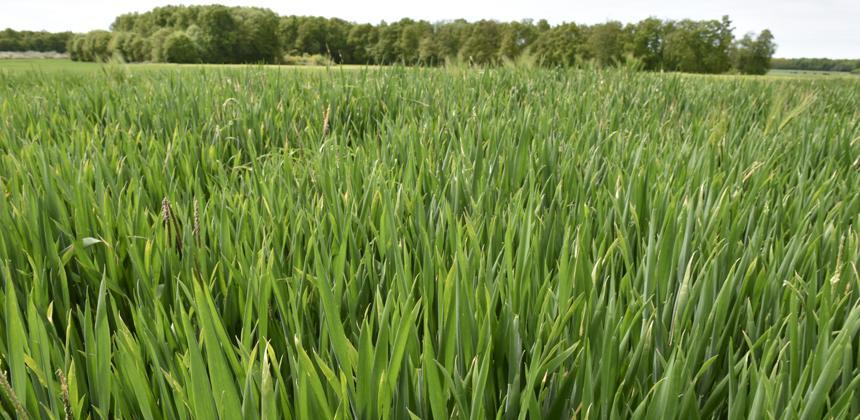 
          Comment obtenir le besoin unitaire en azote d’une culture sur les céréales ?