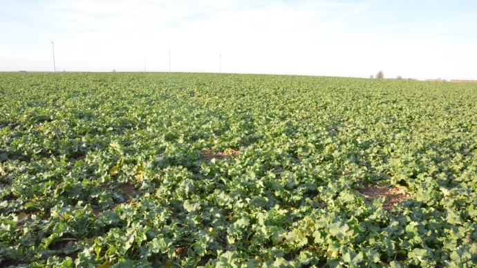 
          Estimer l’azote prélevé par le colza en sortie d’hiver 