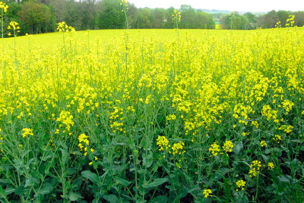 
          Besoins en fertilisation azotée sur les parcelles de colza