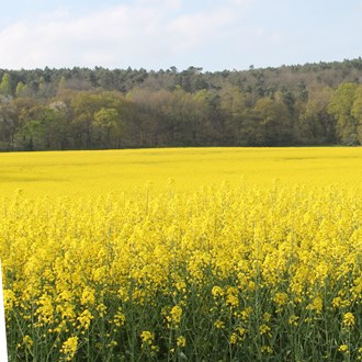 
          Evaluer les besoins en fertilisation azotée sur les parcelles de colza 