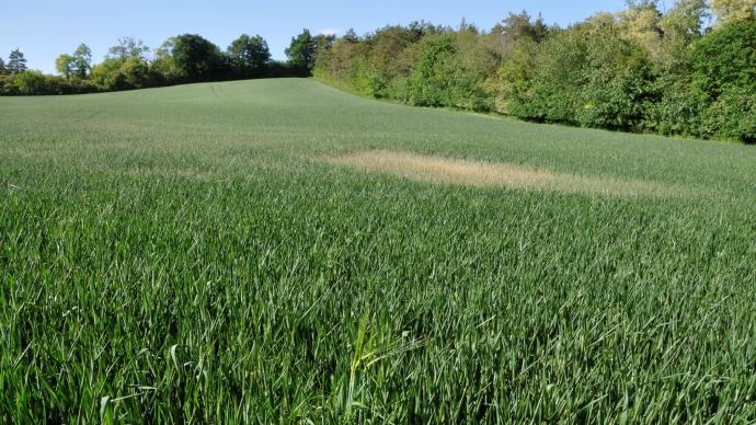 
          Amendements et engrais azotés utilisables en agriculture biologique