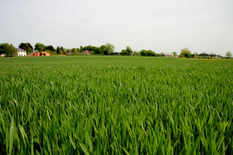 
          Cultiver plus souvent les céréales avec un besoin d’azote satisfaisant 