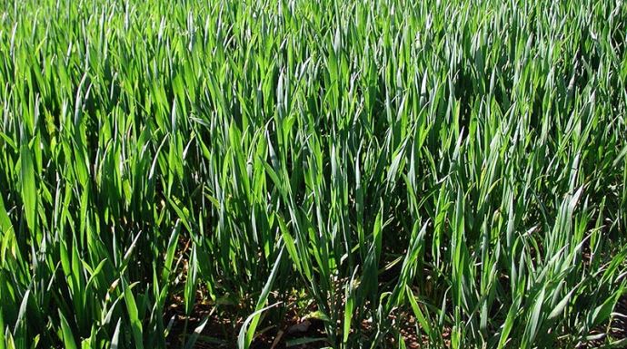 
          Bilan azoté post-récolte de céréales d’hiver