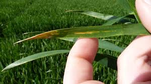 
           Actions sur l’inoculum de la parcelle pour la protection fongicide du blé