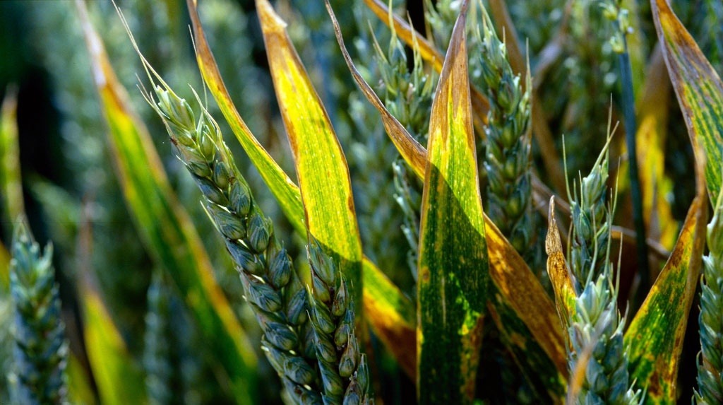 
          Pérenniser l’efficacité des fongicides pour la protection des parcelles du blé