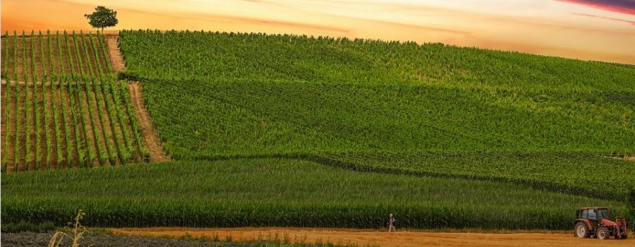 
          Impact de gel sur les parcelles de culture de céréales d’hiver