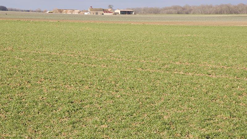 
          Les insuffisances d’eau sur les parcelles de céréales constatées 