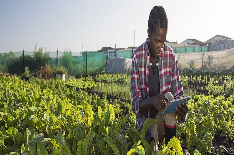 
          Fertitogo, carte de fertilité des sols au togo : Comment ça marche ?