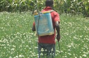 
           Mali : Inquiétude face aux produits chimiques dans l’agriculture