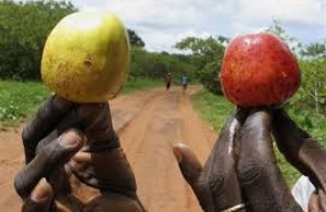 
           Cambodge, un futur concurrent de l’Afrique dans l’exportation du noix de cajou