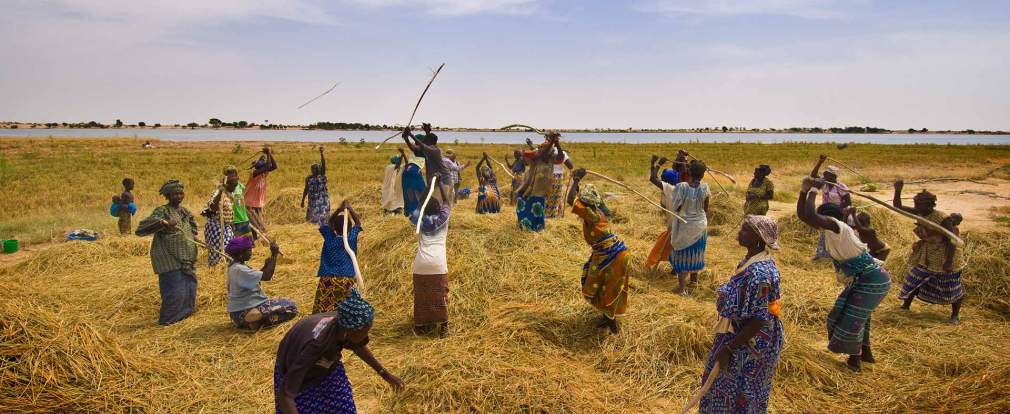 
           Afrique de l’Ouest, meilleure performance de l’Afrique sub-saharienne sur le plan agricole