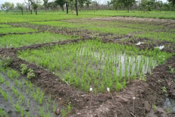 
          La digitalisation de l'agriculture face au défi de la connectivité en Côte d'Ivoire